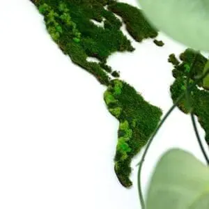 Wereldkaart wanddecoratie mos