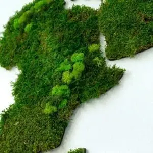 Wereldkaart wanddecoratie mos